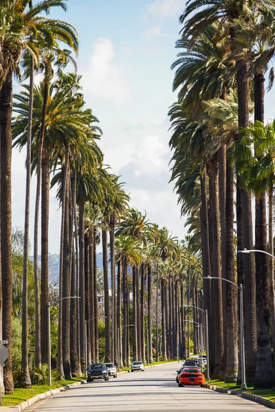 Palmové Stromy Pohled Kalifornie — Stock fotografie