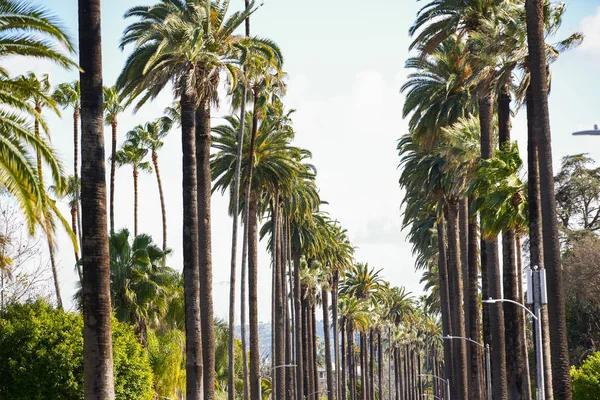 Palmiye Ağaçları California Görünümü — Stok fotoğraf
