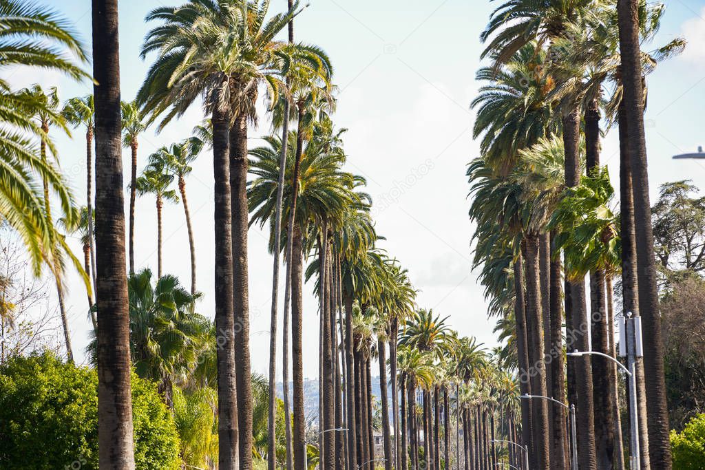 Palm trees California view