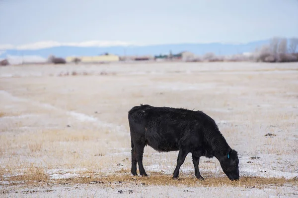 Vaca negra sola comiendo heno —  Fotos de Stock