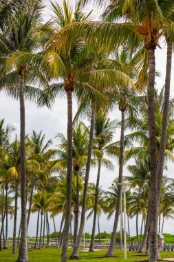 Birçok palmiye ağaçları Miami Beach stok fotoğraf