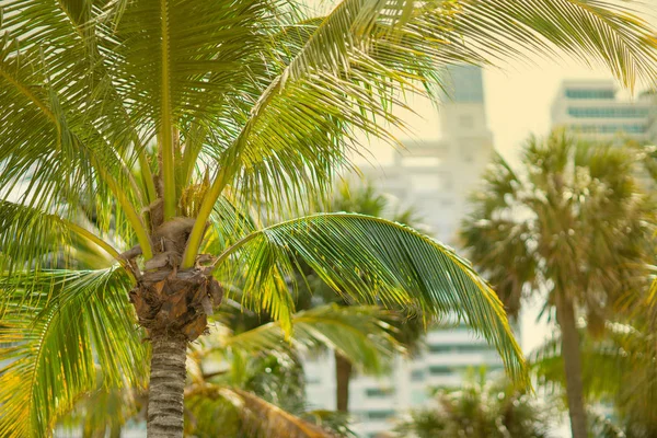 Foto stock Miami summer vibes palma — Foto Stock