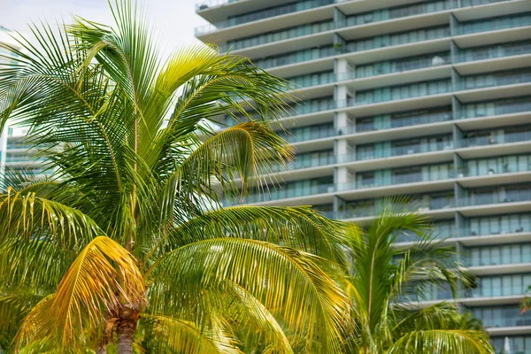 Stock photo focus sur les palmiers avec des bâtiments flous dans le bac — Photo