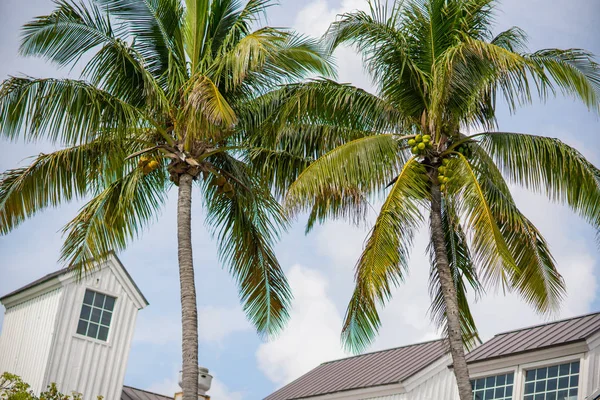 Тропічні пальми з кокосами — стокове фото