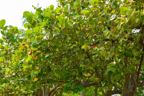 Miami FL seagrape pohon musim panas hijau cerah — Stok Foto