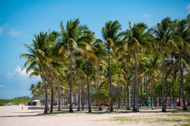 Miami Beach stok fotoğraf yaz vibes Palms