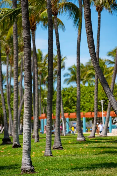 Archivfoto schöne Palmen miami beach lummus park — Stockfoto