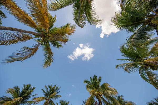 面对迈阿密热带棕榈树股票图片 — 图库照片