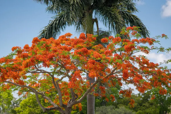 Foto Pohon Royal Poinciana dalam florida selatan penuh mekar — Stok Foto