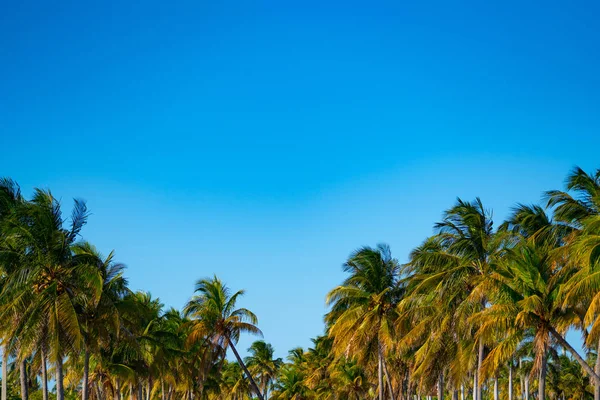 Barevné Palmové stromy na modrém nebi — Stock fotografie