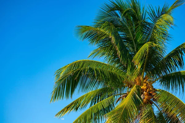 Bella palma con noci di cocco gialle — Foto Stock