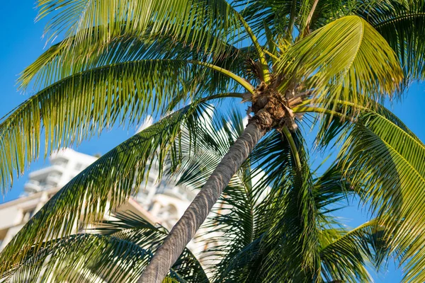Palmový strom s rozmazaný budovou v pozadí — Stock fotografie