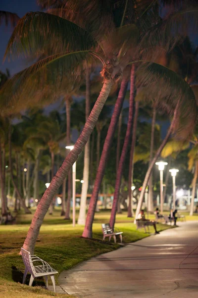 Miami Beach palmbomen 's nachts — Stockfoto