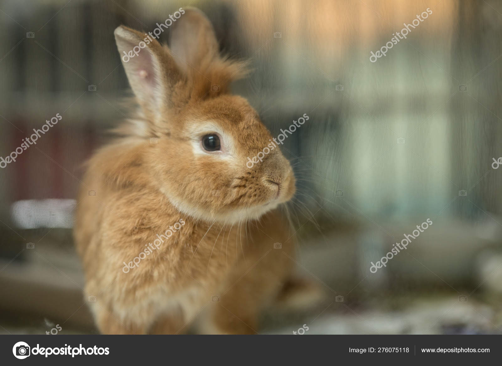 ウサギ写真素材 ロイヤリティフリーウサギ画像 Depositphotos