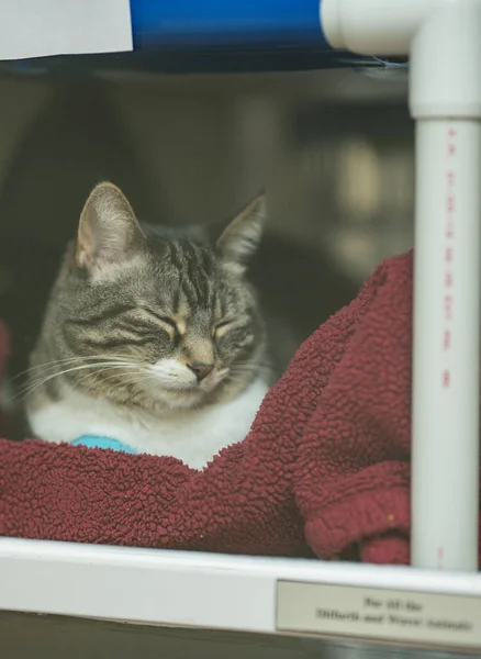 Bir hayvan barınağında cam muhafaza içinde Kedi — Stok fotoğraf