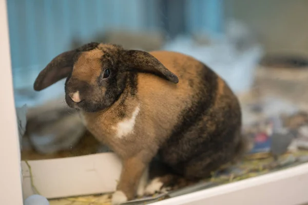 Záchranný králíček ve skleněné ohradě v útulku — Stock fotografie
