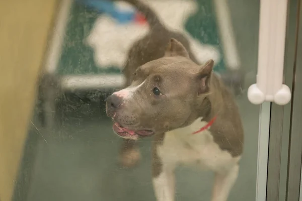 Foto de um cão pit bull de resgate em uma gaiola — Fotografia de Stock