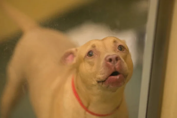 Pitt tjur hund i en bur på humaine Society Shelter — Stockfoto
