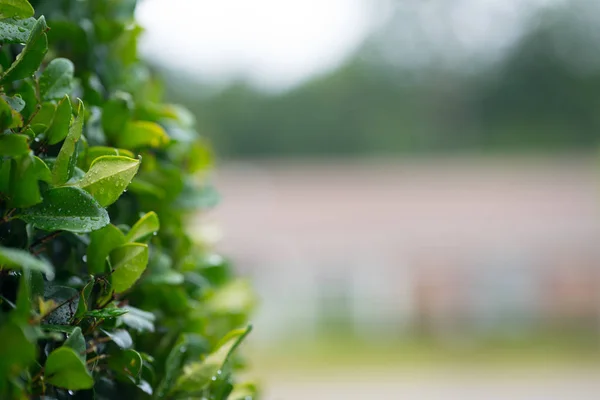 Wet bush leafs with blurry background — Stock Photo, Image