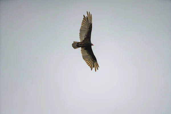 Vogel in de lucht met gespreide vleugels — Stockfoto