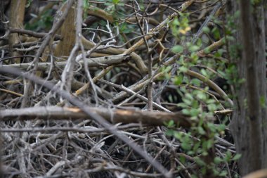 Mangrov ormanı görüntüsü