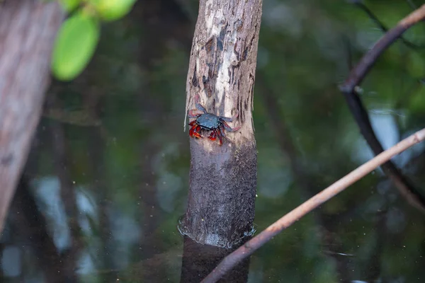 Kepiting bercakar merah di pohon bakau — Stok Foto