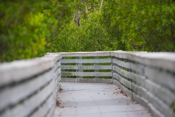 Nature walkway through mangrove trees — Stock Photo, Image