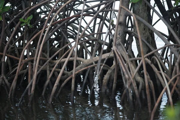 Mangrove roots Florida nature scene — Stock Photo, Image