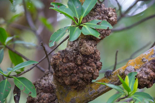Scab wart growth on mangrove trees — Stock Photo, Image