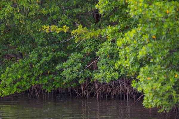 Florida alberi di mangrovie e lago — Foto Stock