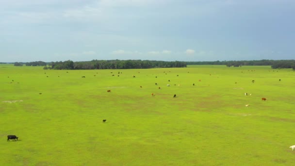 Aerial Drone Flying Cows Field Farmland — Stock Video