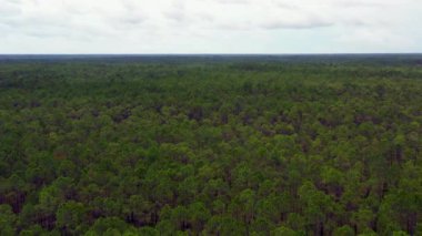 Havadan video güzel orman