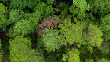 Bir orman arama kurtarma üzerinde uçan