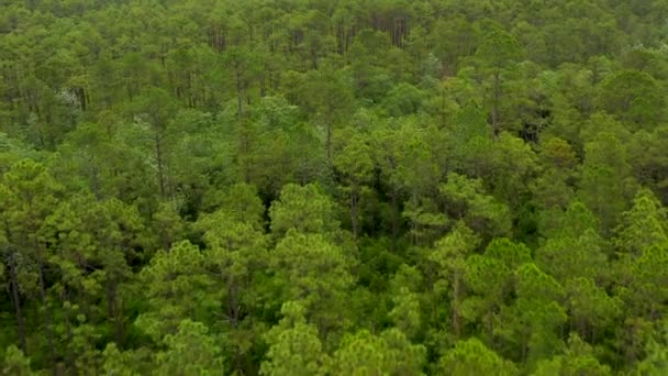 Floresta Árvores Aérea — Vídeo de Stock