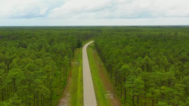 Повітряні Відео Apalachicola Національний Ліс Флорида Сша — стокове відео