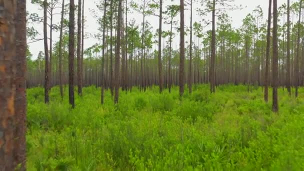 Drone Volando Través Árboles Bosques — Vídeo de stock