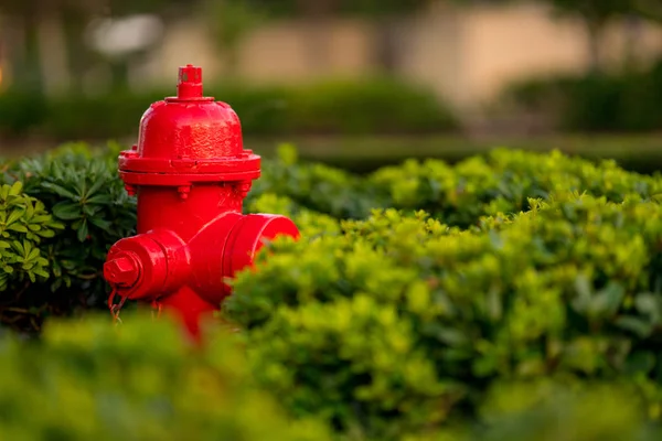 Jasny czerwony firehydrant w zielonych krzewach — Zdjęcie stockowe