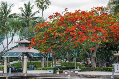 Doğa sahnesi Fort Lauderdale rıhtımı 