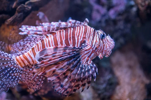 Afbeelding van een lionfish in een koraalrif omgeving — Stockfoto