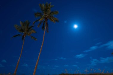 Palmiye ağaçları Florida kıyıları ile Yıldızlı gökyüzü
