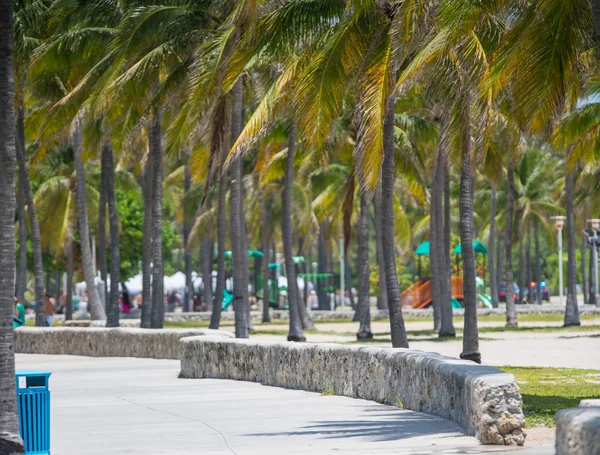 Palmy w Miami Beach FL — Zdjęcie stockowe