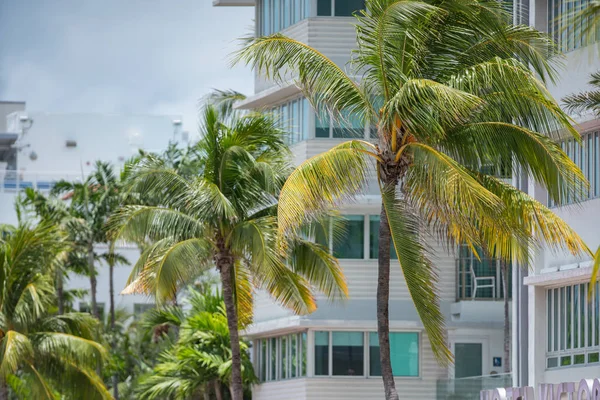 Miami Beach deco arquitectura y frondas de palmeras tropicales — Foto de Stock