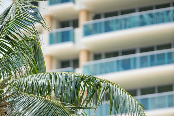 Architektura Deco v Miami Beach a tropické listy palmových stromů — Stock fotografie
