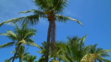 Mavi bir gökyüzü 4k 60p palmiye ağaçlarının altında düşük hareket görüntüleri