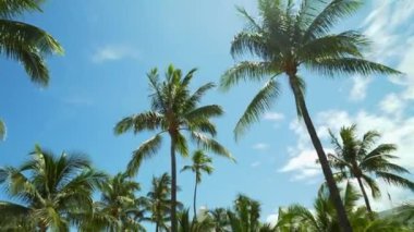 Gün Miami 4k için palmiye ağaçlarının Motion görüntüleri