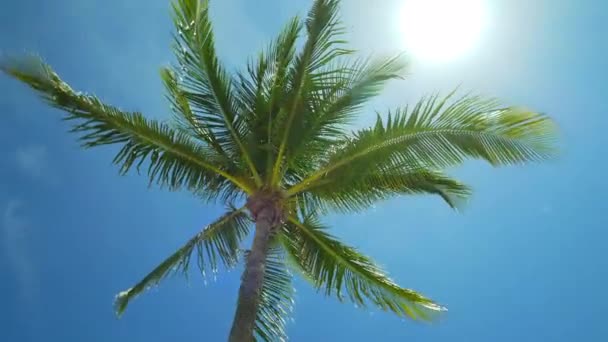 Bajo Ángulo Giro Bajo Una Palmera Cielo Azul 60P — Vídeo de stock