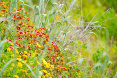 Bir plaj manzara büyüyen güzel renkli çiçekler