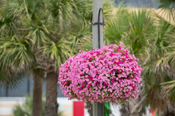 Bunga merah muda di taman latar belakang yang kabur — Stok Foto