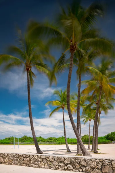 迈阿密海滩棕榈树在海洋驱动器的长曝光拍摄 — 图库照片