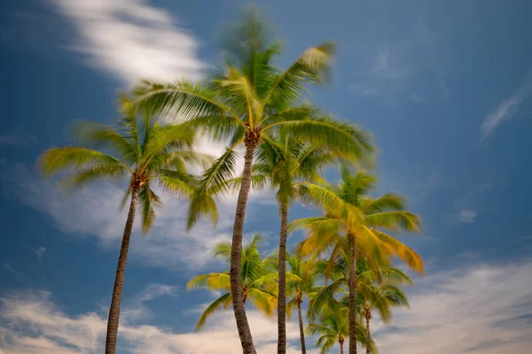 棕榈树在风中摇摆 长时间曝光拍摄以显示运动模糊 — 图库照片
